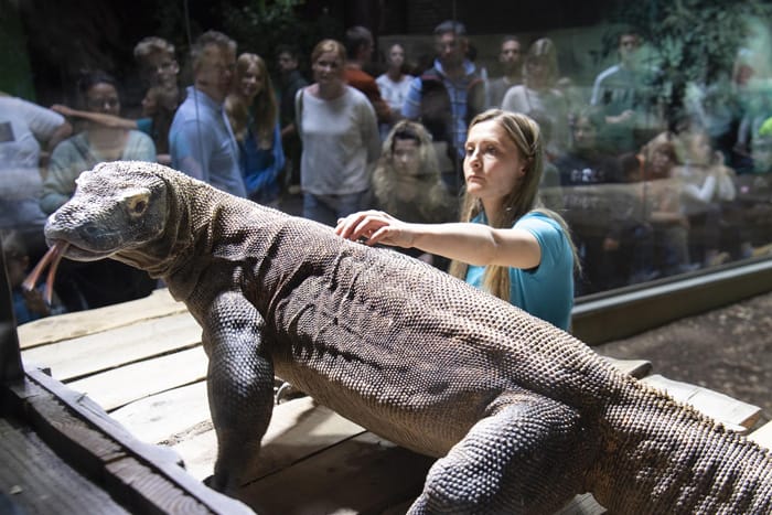 A woman interacts with a large komodo dragon at a SENS Motion exhibit, with spectators watching through a glass barrier.